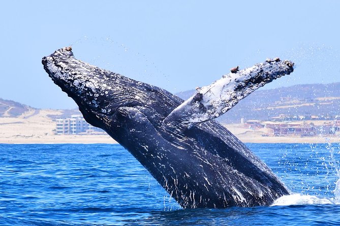 PRIVATE Whale Watch Tour | Cabo San Lucas | Biologist | FREE Pics - Free photos, with one practical caution