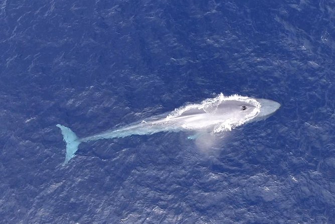 PRIVATE Whale Watch Tour | Cabo San Lucas | Biologist | FREE Pics - How the two and a half hours feel