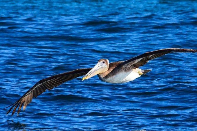 PRIVATE Whale Watch Tour | Cabo San Lucas | Biologist | FREE Pics - Is $369.50 per person good value?