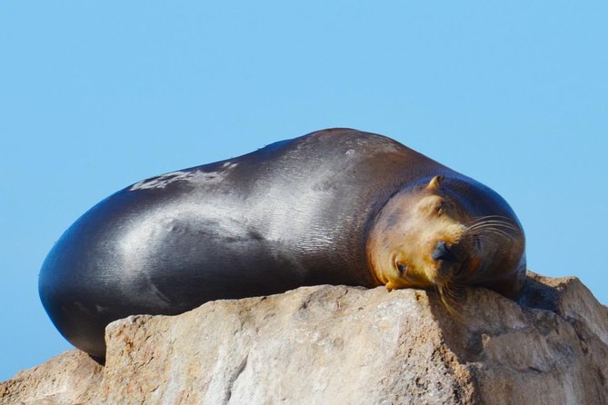 PRIVATE Whale Watch Tour | Cabo San Lucas | Biologist | FREE Pics - Who should book this Cabo outing?