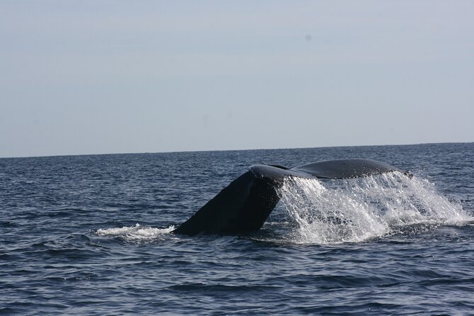 Private Whale Watching in San José del Cabo - The first sightings and the role of the guide