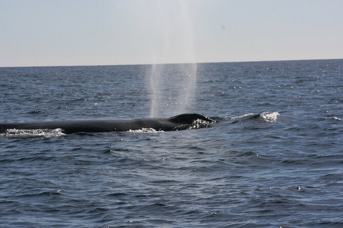 Private Whale Watching in San José del Cabo - Other wildlife in the Sea of Cortez