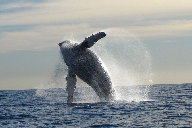 Private Whale Watching in San José del Cabo - Why the departure time matters
