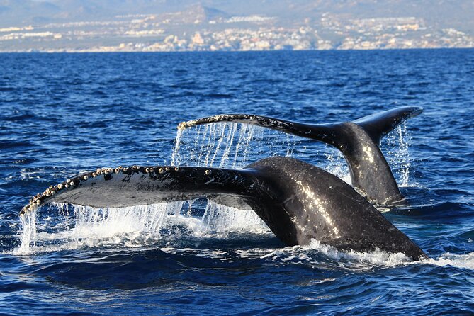 Private Whale Watching in San José del Cabo - Comfort, photos, and practical details