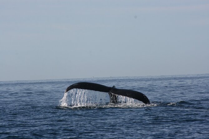 Private Whale Watching in San José del Cabo - Who will enjoy this private outing most