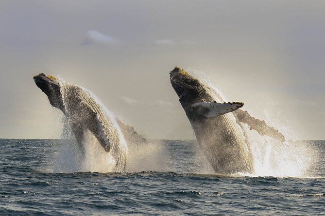 Private Whale Watching in San José del Cabo - Hearing whale song with the hydrophone