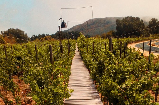 Private Wine Tour at Valle de Guadalupe (A wine tasting included). - Lunch choices, from food trucks to a full restaurant