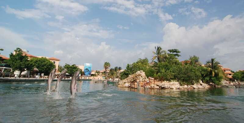 Puerto Aventuras: Dolphin Swim, Sea Lions, Manatees, & Lunch - Who will get the most from this program?