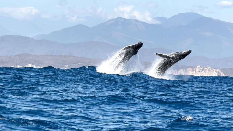 Puerto Escondido: Boat Tour among Dolphins and Turtles - Sea turtles and the chance of whales