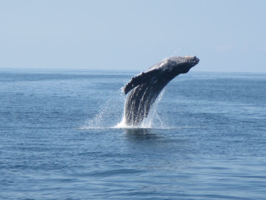 Puerto Escondido: Boat Tour among Dolphins and Turtles - Sunrise light and the changing Pacific