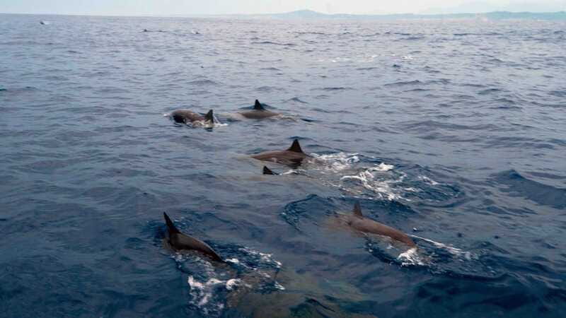 Puerto Escondido: Boat Tour among Dolphins and Turtles - What this tour does not include