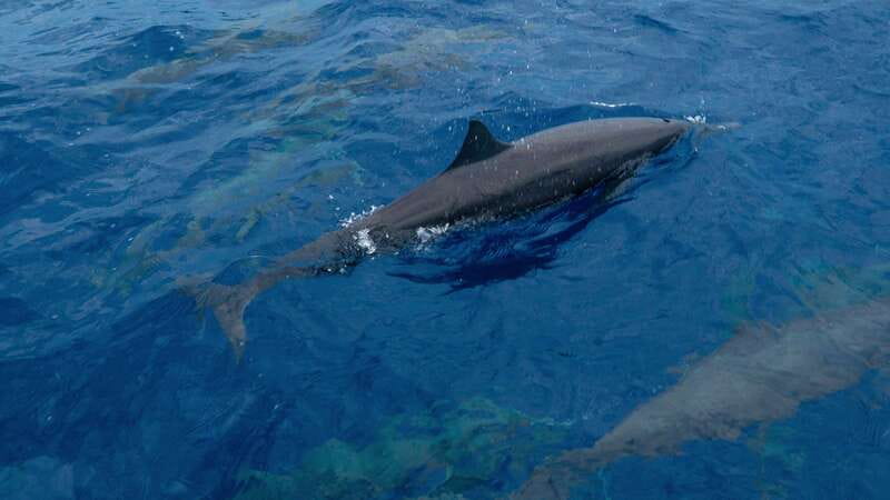 Puerto Escondido: Boat Tour among Dolphins and Turtles - Is $79 a fair price?