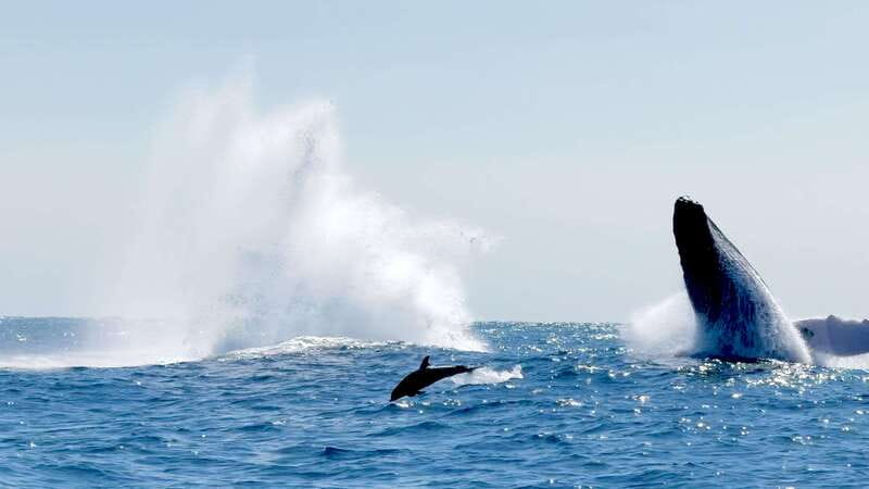 Puerto Escondido: Boat Tour among Dolphins and Turtles - Who will enjoy this Puerto Escondido cruise?