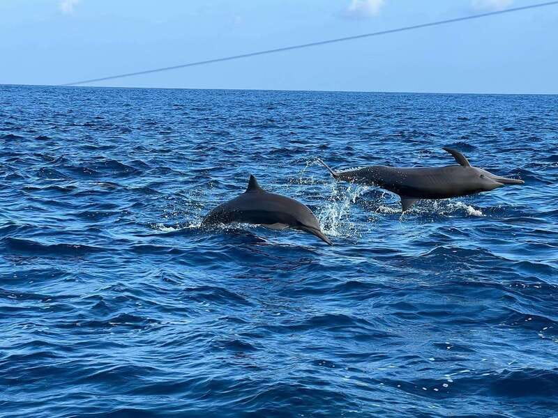 Puerto Escondido: Boat Tour to see Dolphins and Marine Life - Practical timing and cancellation advice