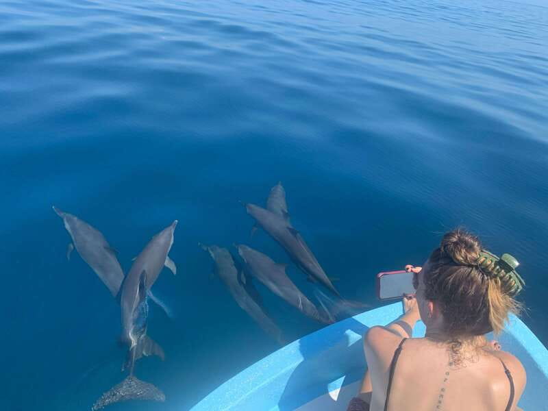 Puerto Escondido: Boat Tour to see Dolphins and Marine Life - Swimming near dolphins, turtles, and rays