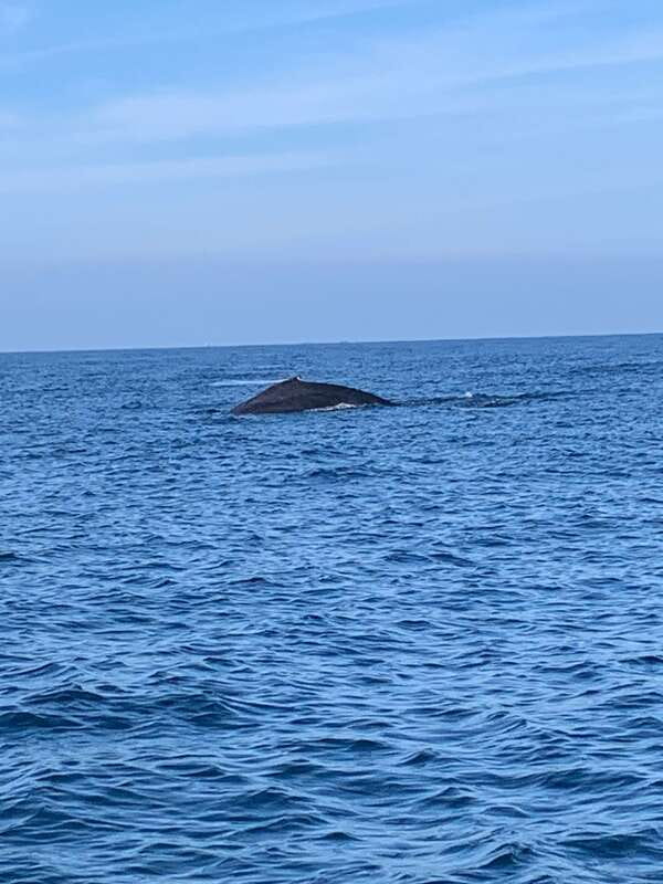 Puerto Escondido: Boat Tour to see Dolphins and Marine Life - Reef snorkeling near the end of the trip