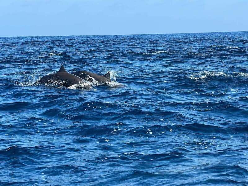 Puerto Escondido: Boat Tour to see Dolphins and Marine Life - Mike, Hector, and the small-boat atmosphere
