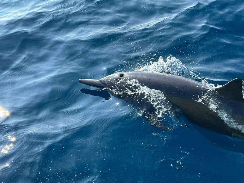 Puerto Escondido: Boat Tour to see Dolphins and Marine Life - Who should book this boat trip