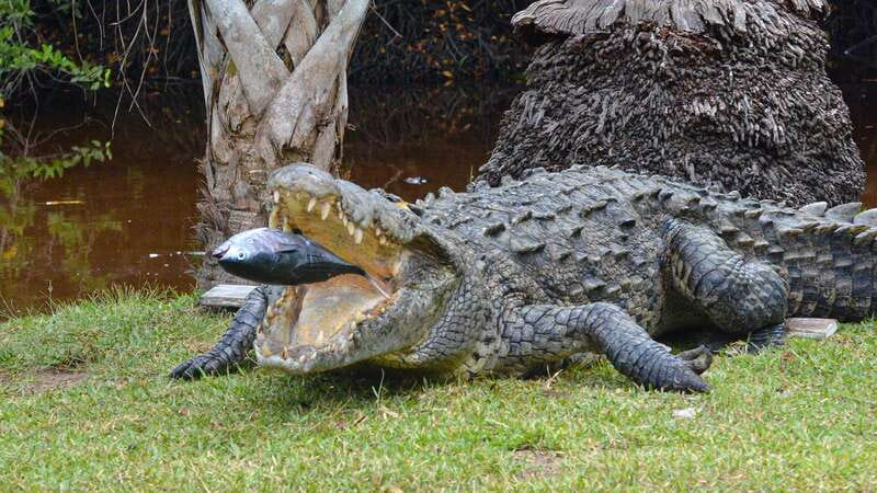 Puerto Escondido: Oaxaca Coast Wildlife Ecotour - Booking details worth handling early