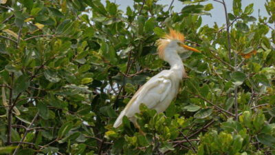 Oaxaca Coast Wildlife Ecotour