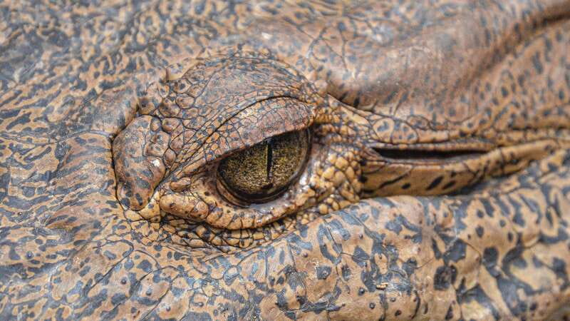 Puerto Escondido: Oaxaca Coast Wildlife Ecotour - Who will enjoy this coastal circuit