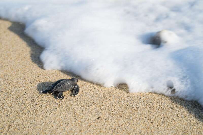 Puerto Escondido: Turtle Release Experience - Key points to know before you book