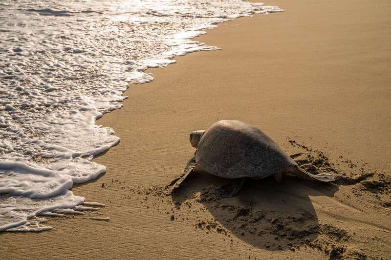 Puerto Escondido: Turtle Release Experience - What the evening is really about