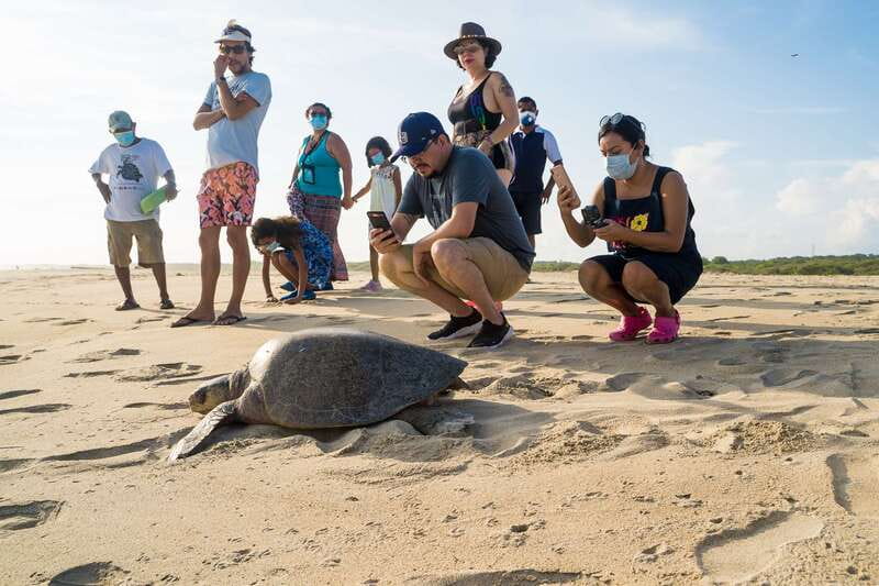 Puerto Escondido: Turtle Release Experience - The turtle camp talk