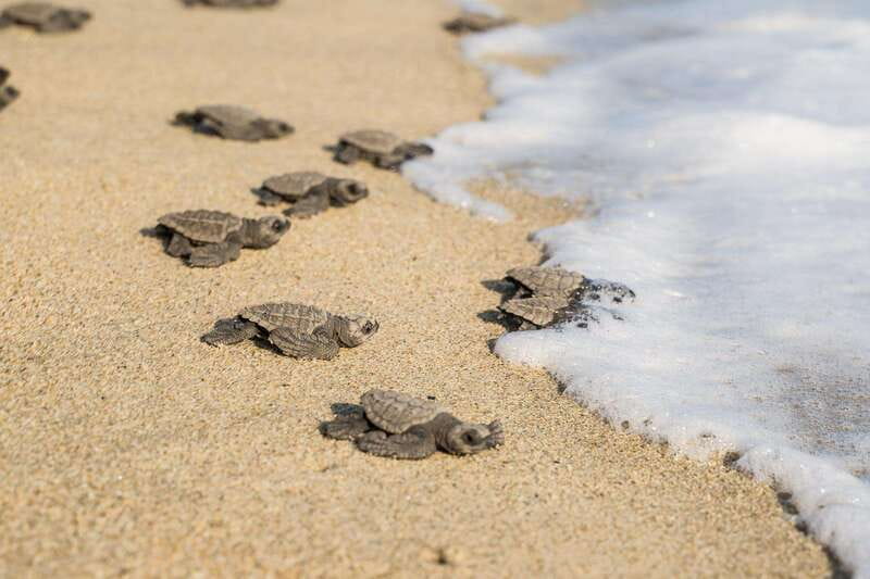 Puerto Escondido: Turtle Release Experience - Holding the hatchling in a coconut shell