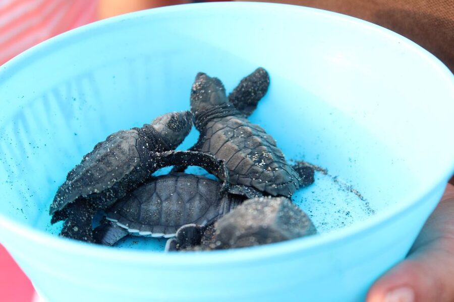 Puerto Escondido: Turtle Release Experience - Sunset on the preserved beach
