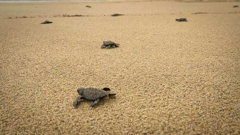 Puerto Escondido: Turtle Release Experience - When turtle releases are most likely
