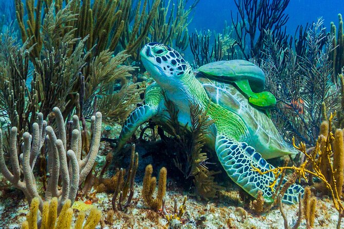 Puerto Morelos Catamaran Reef Sail and Snorkel - Should you book it?