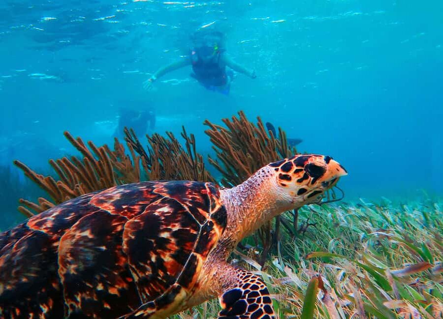Puerto Morelos: National Reef Park Snorkeling & Beach Lunch - Hotel Pickup Makes the Morning Simple