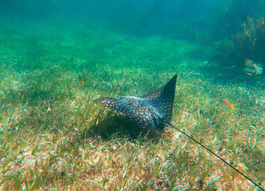 Puerto Morelos: National Reef Park Snorkeling & Beach Lunch - Getting Ready for the Reef