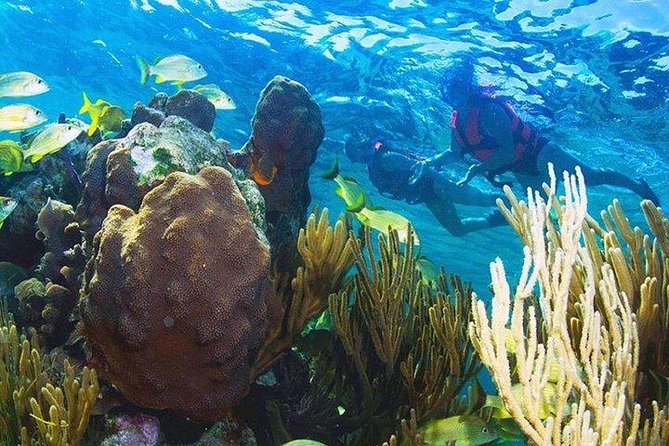 Puerto Morelos Reef Snorkeling Tour with Lunch & Hotel Pickup - Puerto Morelos Fish Market and the included meal
