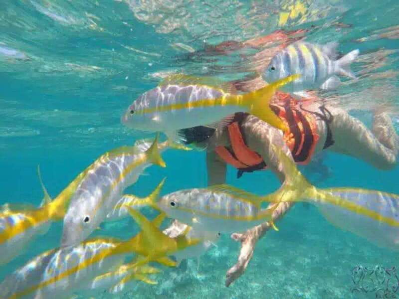 Puerto Morelos: Snorkeling at The National Reef Park - What the two-hour schedule feels like