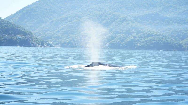 Puerto Vallarta: 3-Hour Whale Watching and Snorkeling - The snorkeling question needs a clear answer