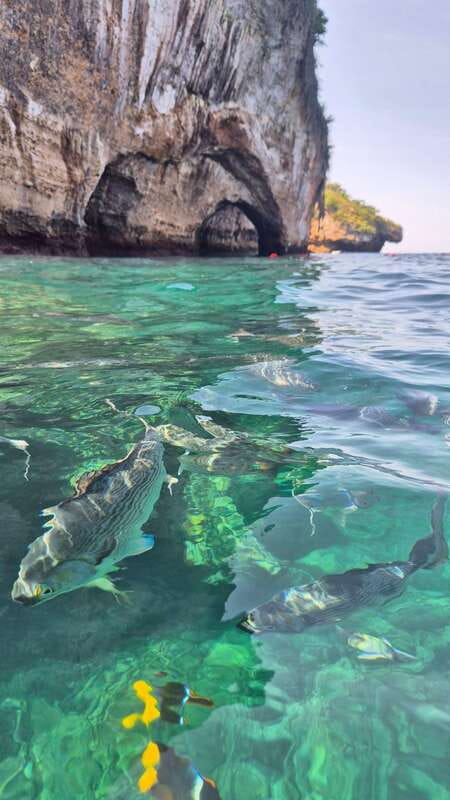 Puerto Vallarta: 3-Hour Whale Watching and Snorkeling - Guide communication can shape the whole trip