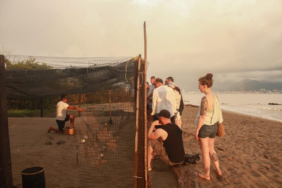 Puerto Vallarta: Baby Turtle Release in Conservation Area - Should you book the Puerto Vallarta turtle release?