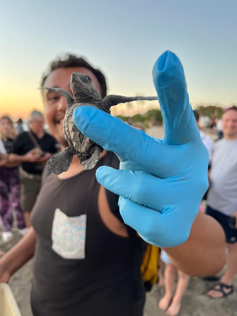 Puerto Vallarta: Baby Turtle Release in Conservation Area - Why this turtle release feels different from a standard beach outing