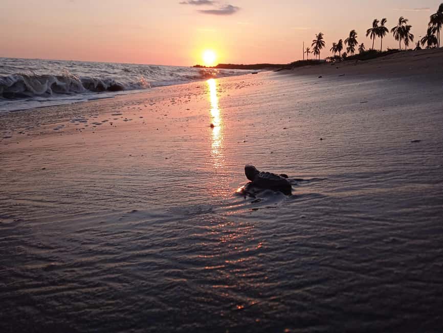 Puerto Vallarta: Baby Turtle Release in Conservation Area - Inside the conservation camp: eggs, nests, and timing