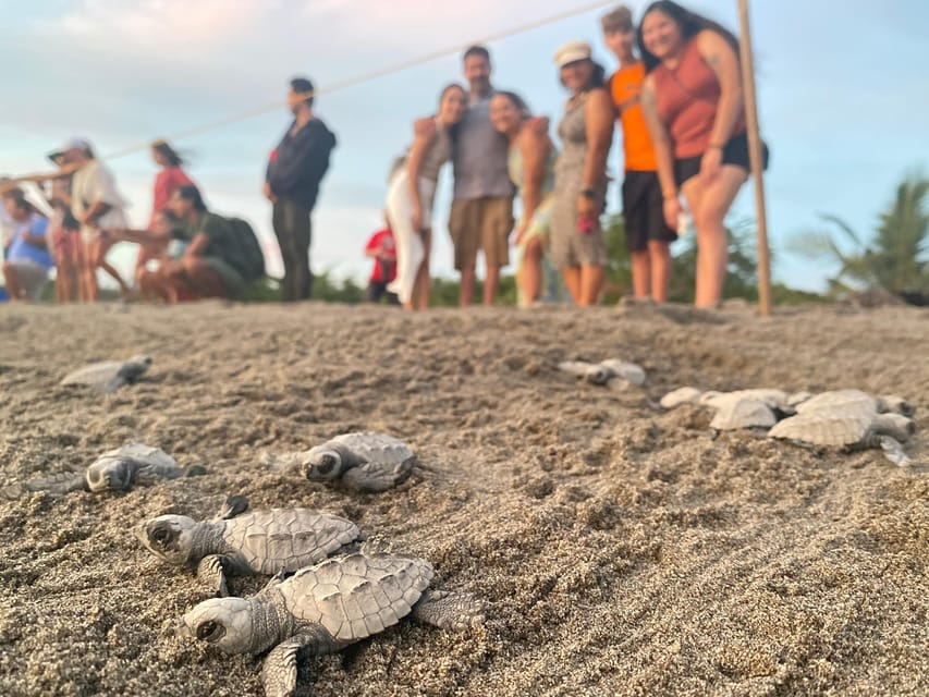 Puerto Vallarta: Baby Turtle Release in Conservation Area - Is $40 a fair price?