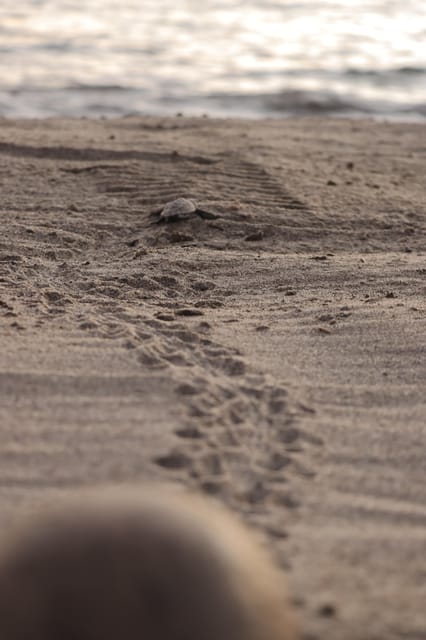 Puerto Vallarta: Baby Turtle Release in Conservation Area - Who should book this experience?