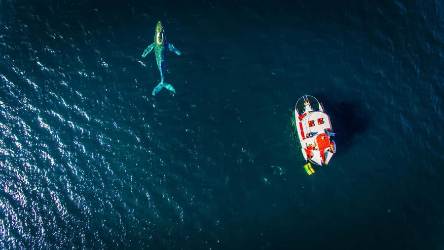 Puerto Vallarta: Mega Yacht Whale Watching Sunset Cruise - City lights, music, and the ride home