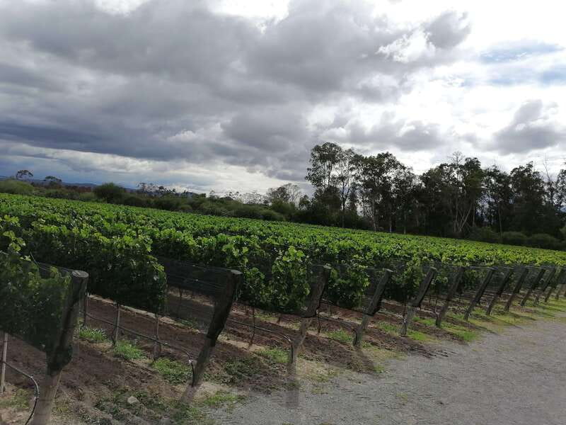Querétaro: Haciendas, Vineyards, and Magical Towns Day Trip - Who will enjoy this outing most