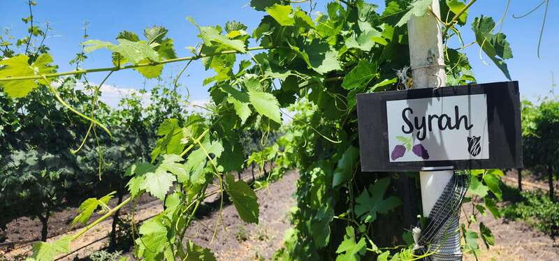 Querétaro: Haciendas, Vineyards, and Magical Towns Day Trip - Final verdict: a rewarding route with a brisk pace