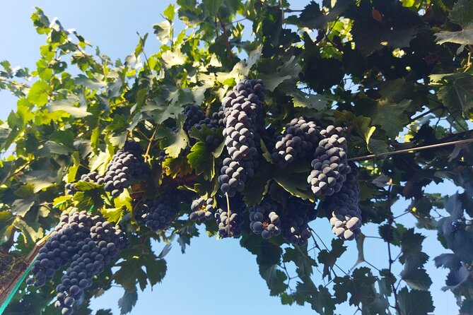 Quiero mas vino, valle de Guadalupe Tours - Decantos Vinicola Combines Wine and Photography