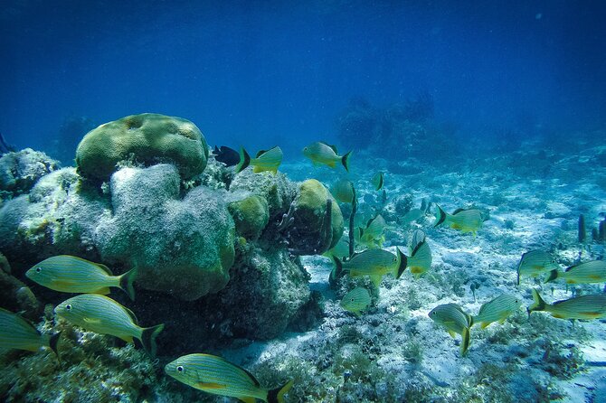 Reef Snorkel In National Park In Puerto Morelos With Lunch And Transportation - The tequila stop deserves a clear warning