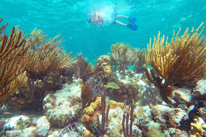 Reef Snorkeling in National Park from Cancun with Beachside Lunch - Who should book this tour