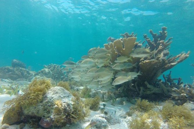 Reef Snorkeling & Jungle Speedboat Adventure with Mayan Ceremony - Nichupté Lagoon and its mangroves